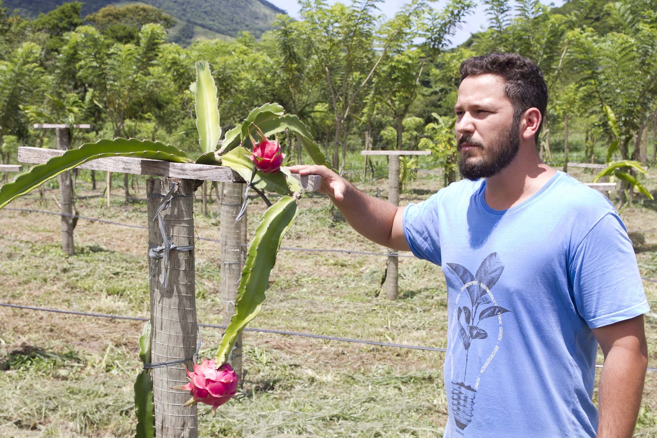 Produção de pitaya na Fazenda Pública floresce e chega ao período da  colheita - Prefeitura de Maricá